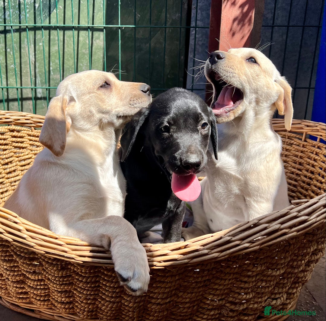 Labrador Retriever dogs for sale: Labrador Pups Chunky traditional type 1 girl left in Barrow-upon-Humber - Image 33