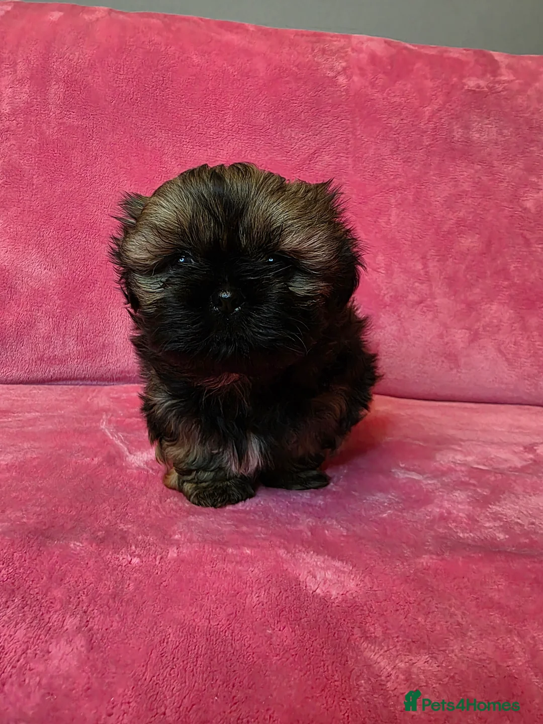 Shih Tzu dogs for sale: Two Beautiful Full Pedigree Shih Tzu Girls - Advert 21