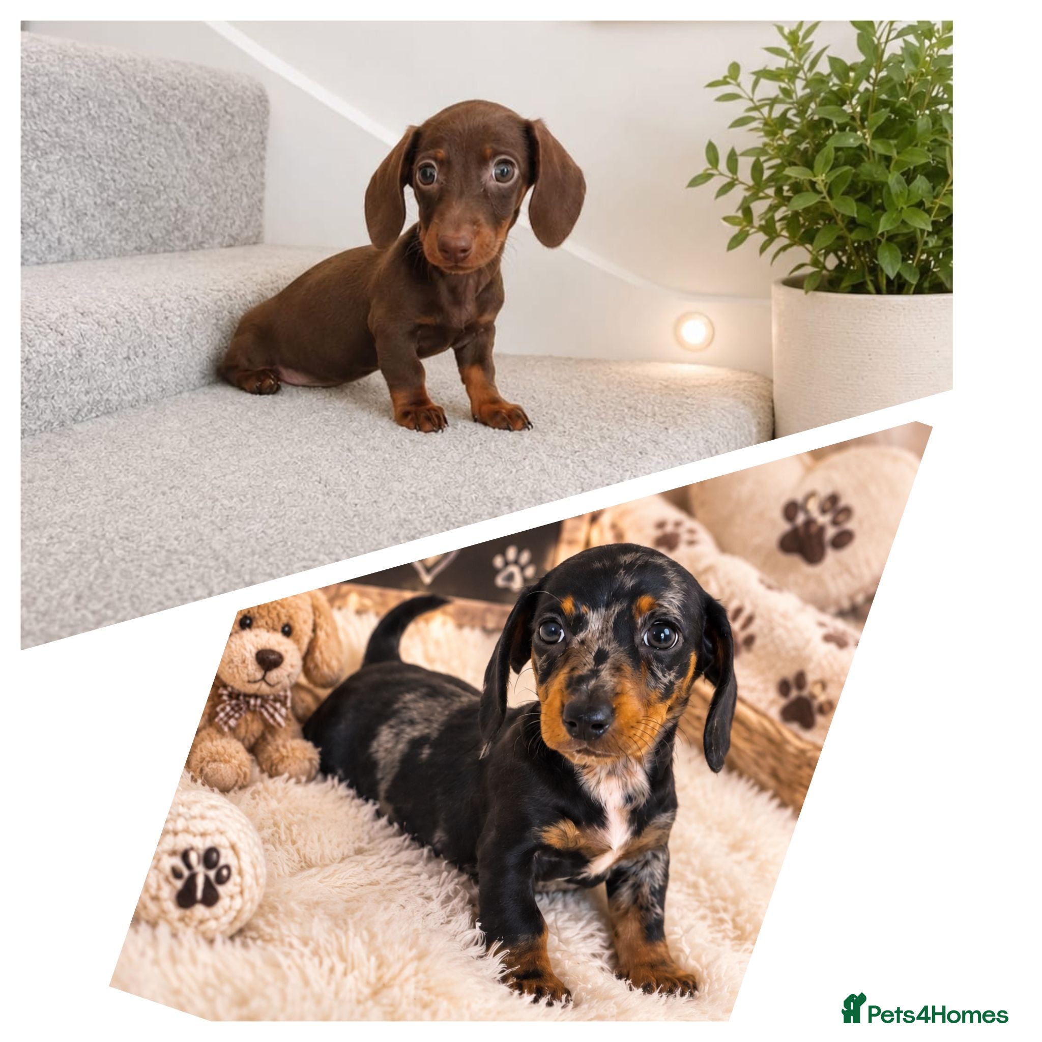Miniature Dachshund dogs Beautiful Miniature Dachshund Puppies - Advert 1