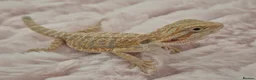 Bearded Dragon reptiles for sale: 100%Het Zero Bearded Dragon baby's  - Advert 6