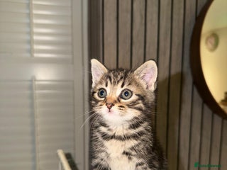 European cats 6 beautiful tabby/black kittens for sale! - Advert 17