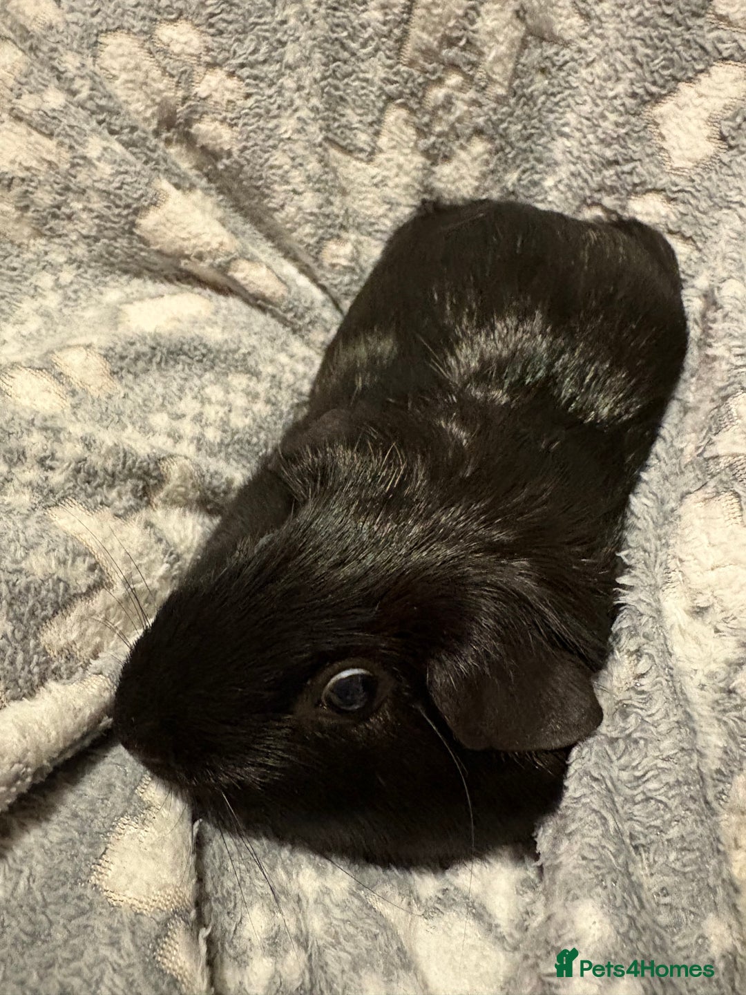 Guinea Pig rodents for sale: Shadow & Bear - Loving Guinea Pig Brothers - Image 8