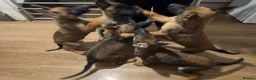 Belgian Shepherd Dog dogs for sale: Belgian Malinois Puppies for Sale- 11 weeks old - Advert 9
