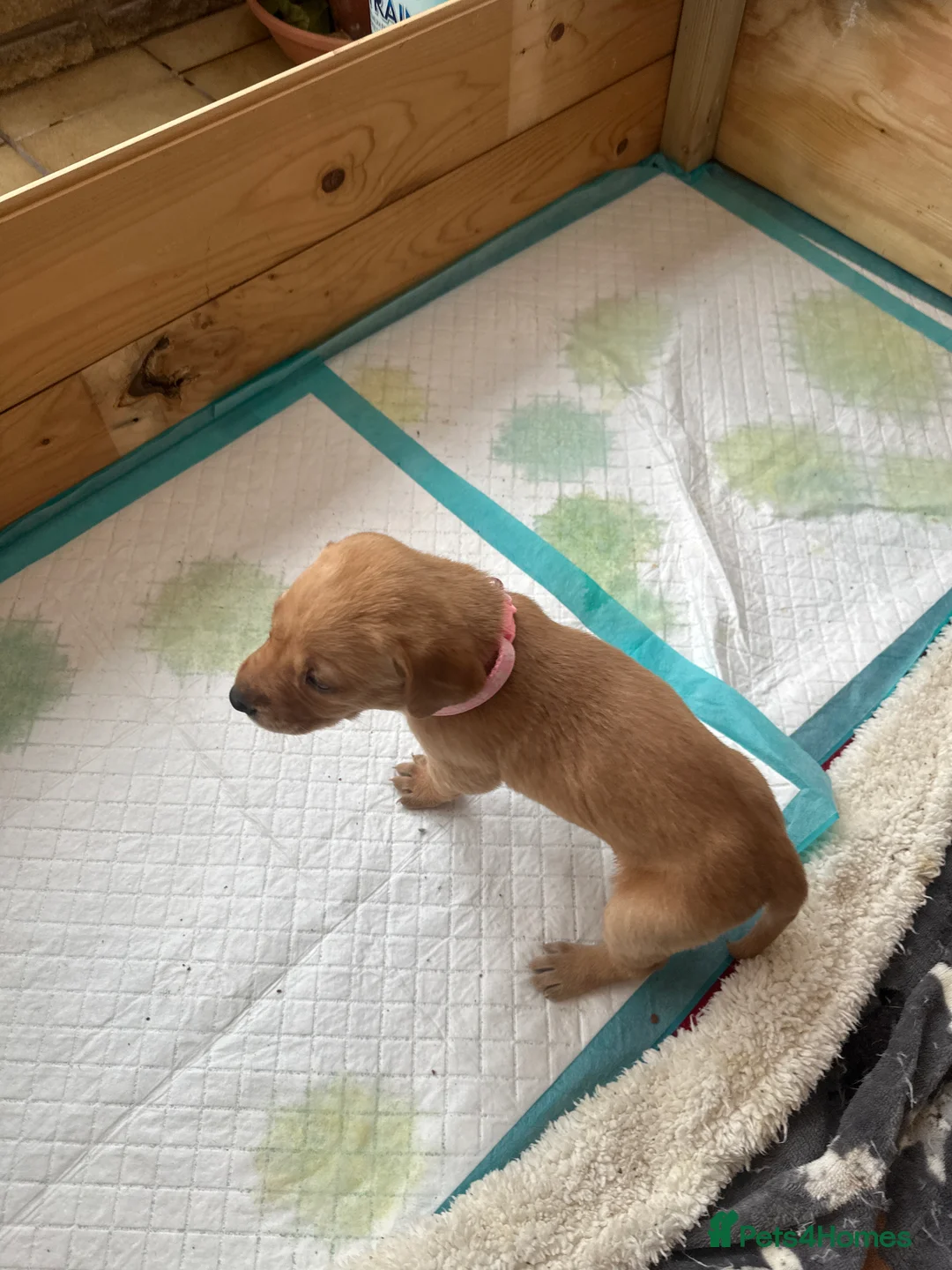 Mixed Breed dogs for sale: Vizslador puppys - Advert 16