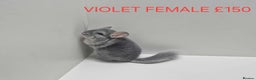 Chinchilla rodents for sale: STUNNING BABIES CHINCHILLA MIX COLOURS AND GENDER  - Advert 1