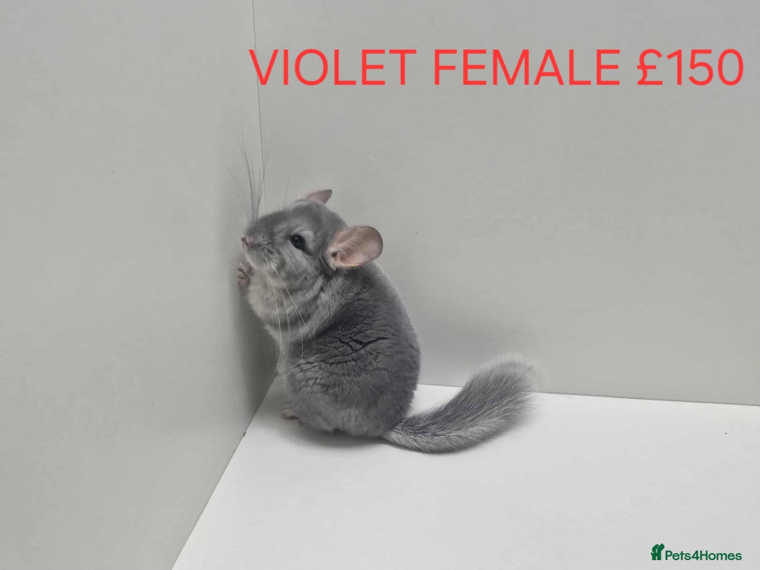 Chinchilla rodents for sale: STUNNING BABIES CHINCHILLA MIX COLOURS AND GENDER  - Advert 1