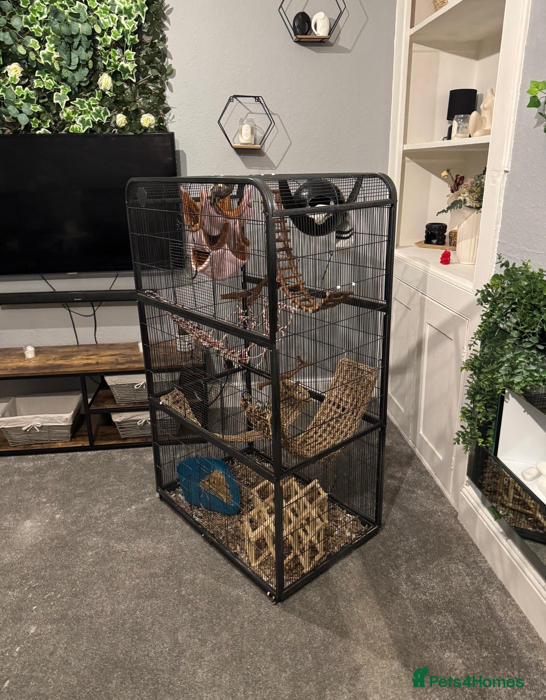 Sugar Glider rodents for sale: Sugar glider and full set up - Image 13