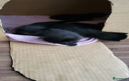 Ragdoll cats for sale: Kittens for sale - Image 5