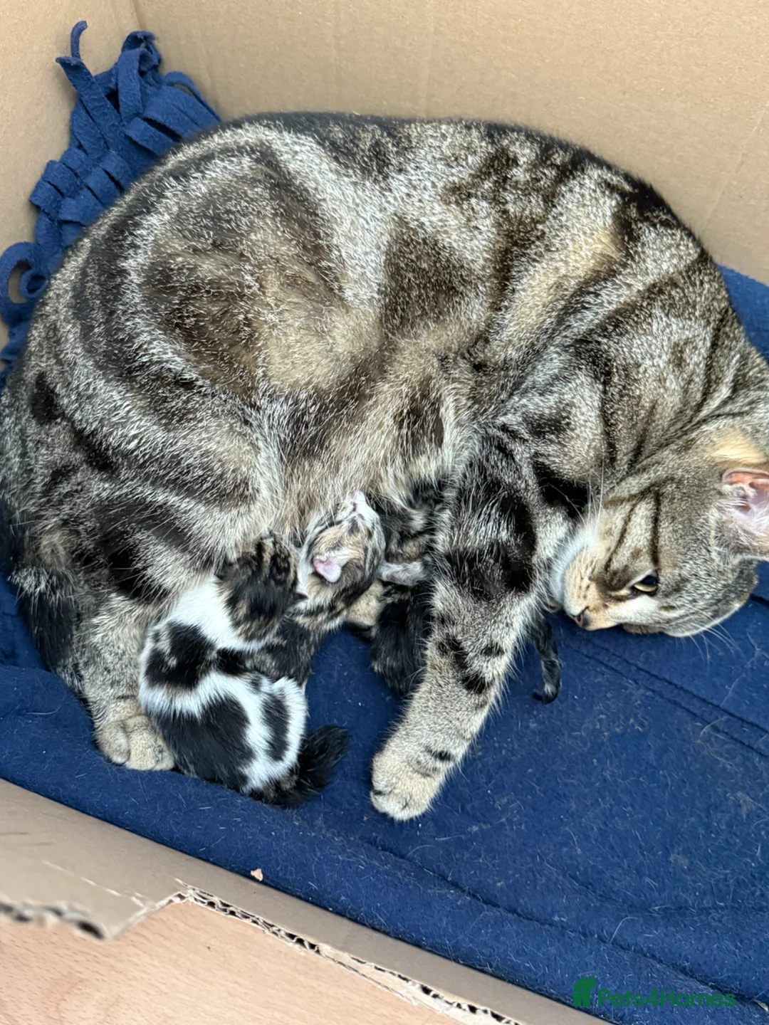 Mixed Breed cats for sale: Adorable shorthair Kittens looking for new home  - Advert 1