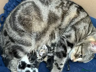 Mixed Breed cats Adorable shorthair Kittens looking for new home - Advert 1