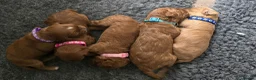 Cavapoo dogs for sale: F1B toy cavapoos - Advert 6