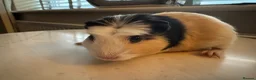 Guinea Pig rodents for sale: 2 boy piggies ready for forever homes - Advert 9
