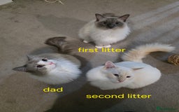 Ragdoll cats for sale: Gorgeous pure breed Ragdoll kittens  - Image 19