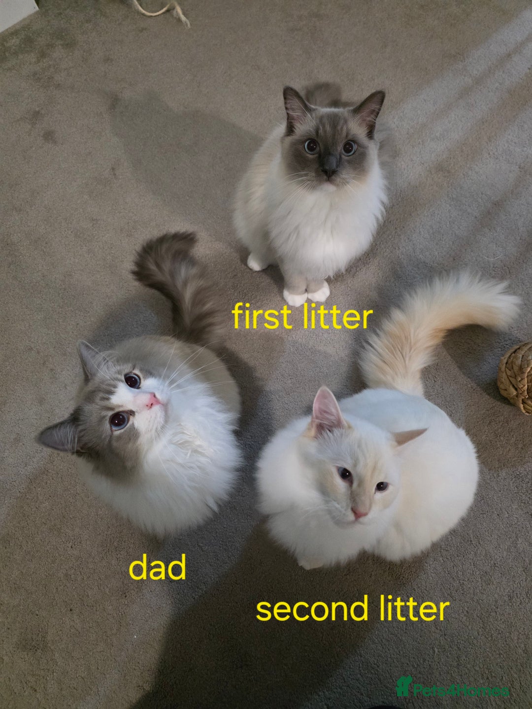Ragdoll cats for sale: Gorgeous pure breed Ragdoll kittens  - Image 19