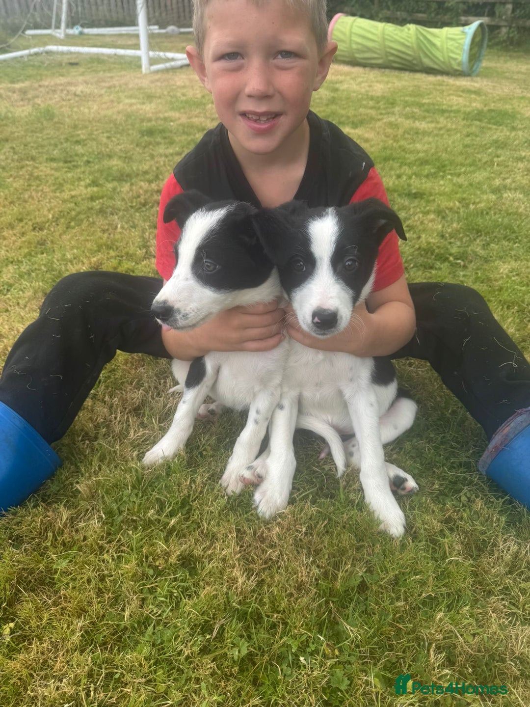 Border Collie dogs for sale: Gorgeous Sheep Dog Pups  - Image 7