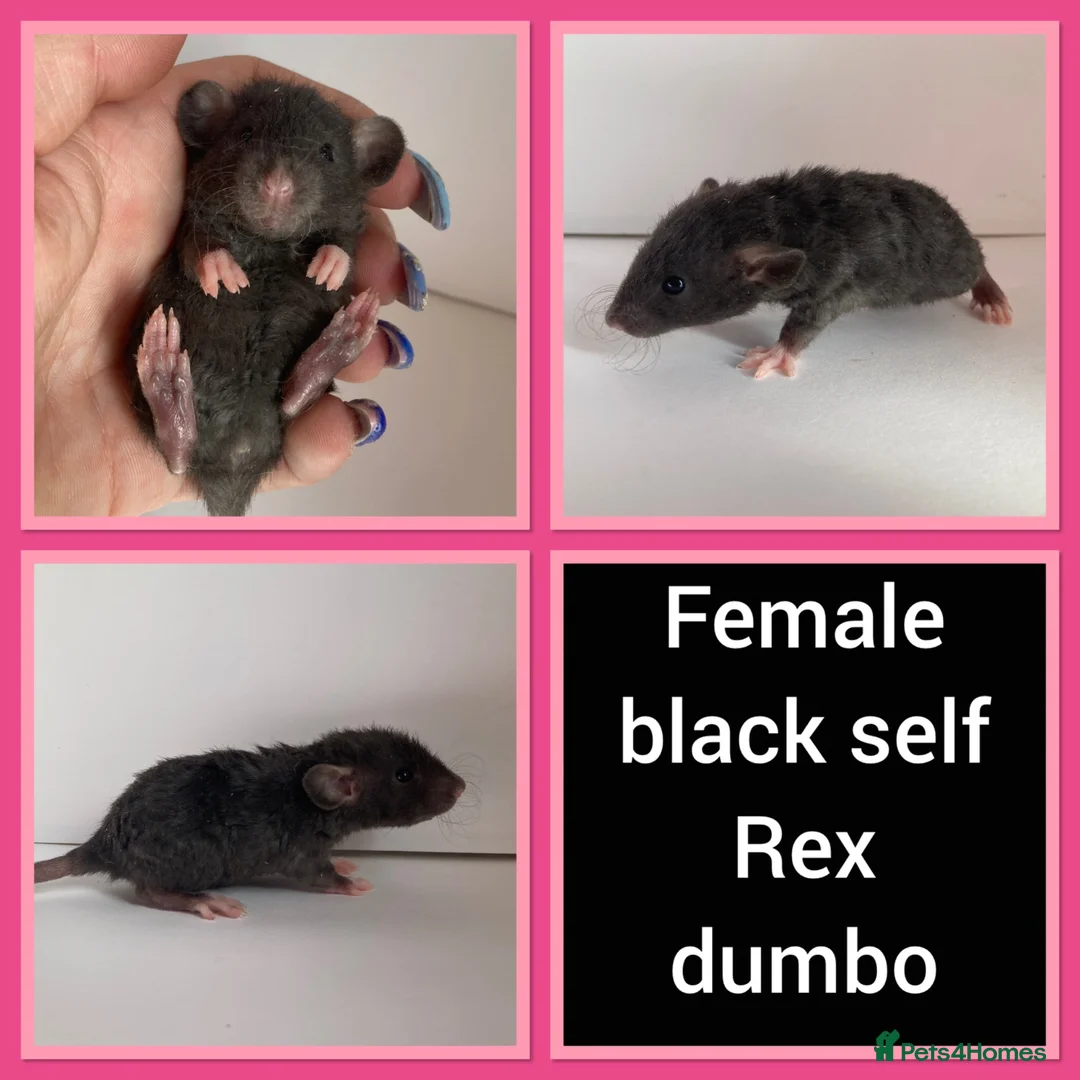 Rat rodents for sale: Adorable Baby Rats for Sale xx - Advert 2