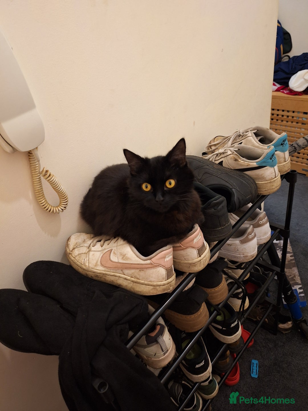 Mixed Breed cats for sale: One male and one female cat - Image 6