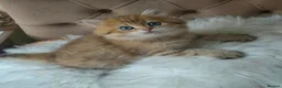 British Longhair cats for sale: British Longhair/Shorthair black golden shaded  - Advert 3