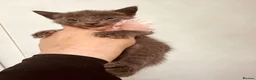 Maine Coon cats for sale:     Stunning 6 Week Old Maine Coon Cross Kittens - Advert 3