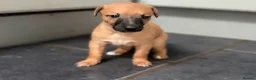 Whippet dogs for sale: Stunning KC whippet girl puppy  - Advert 34