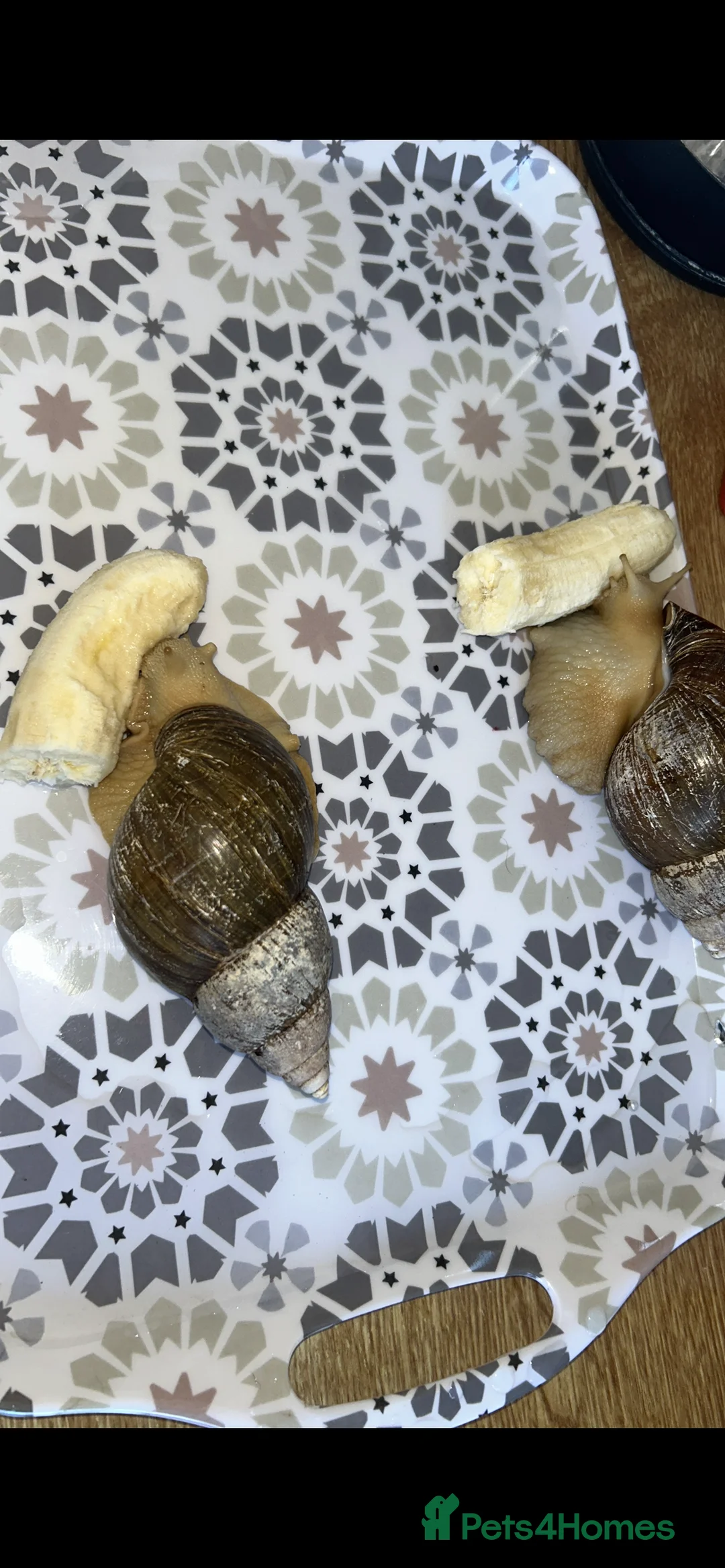 Snails invertebrates for sale: X2 giant African land snails  in Harleston - Advert 2