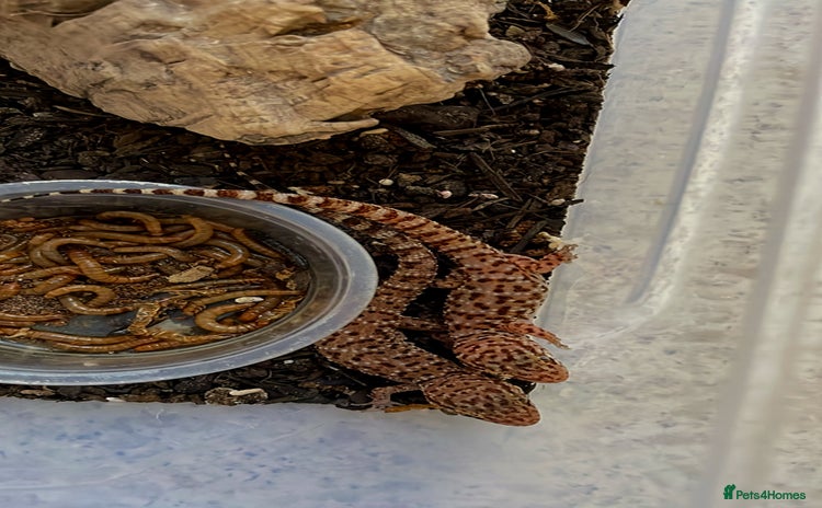 Gecko reptiles - Advert 1