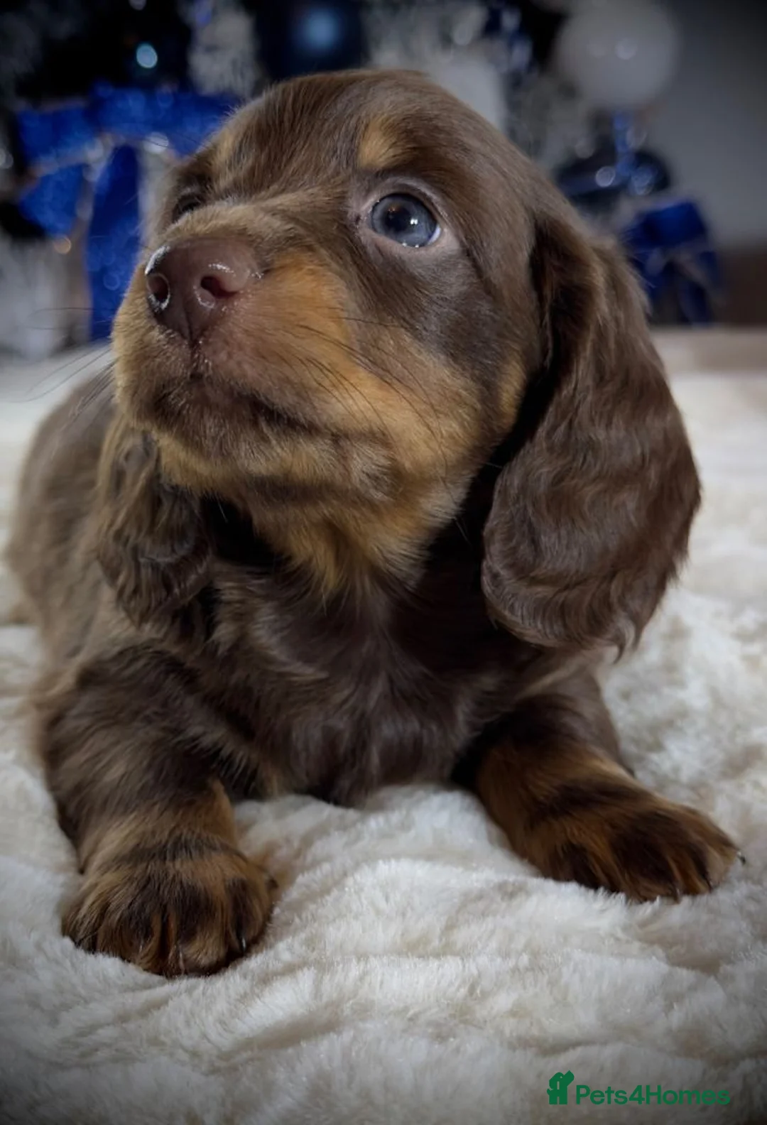 Miniature Dachshund dogs for sale: Adorable Miniature Dachshund Puppies For Sale - Advert 2