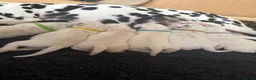 Dalmatian dogs for sale: *1 left please read* Purebred Dalmatian puppies - Advert 15
