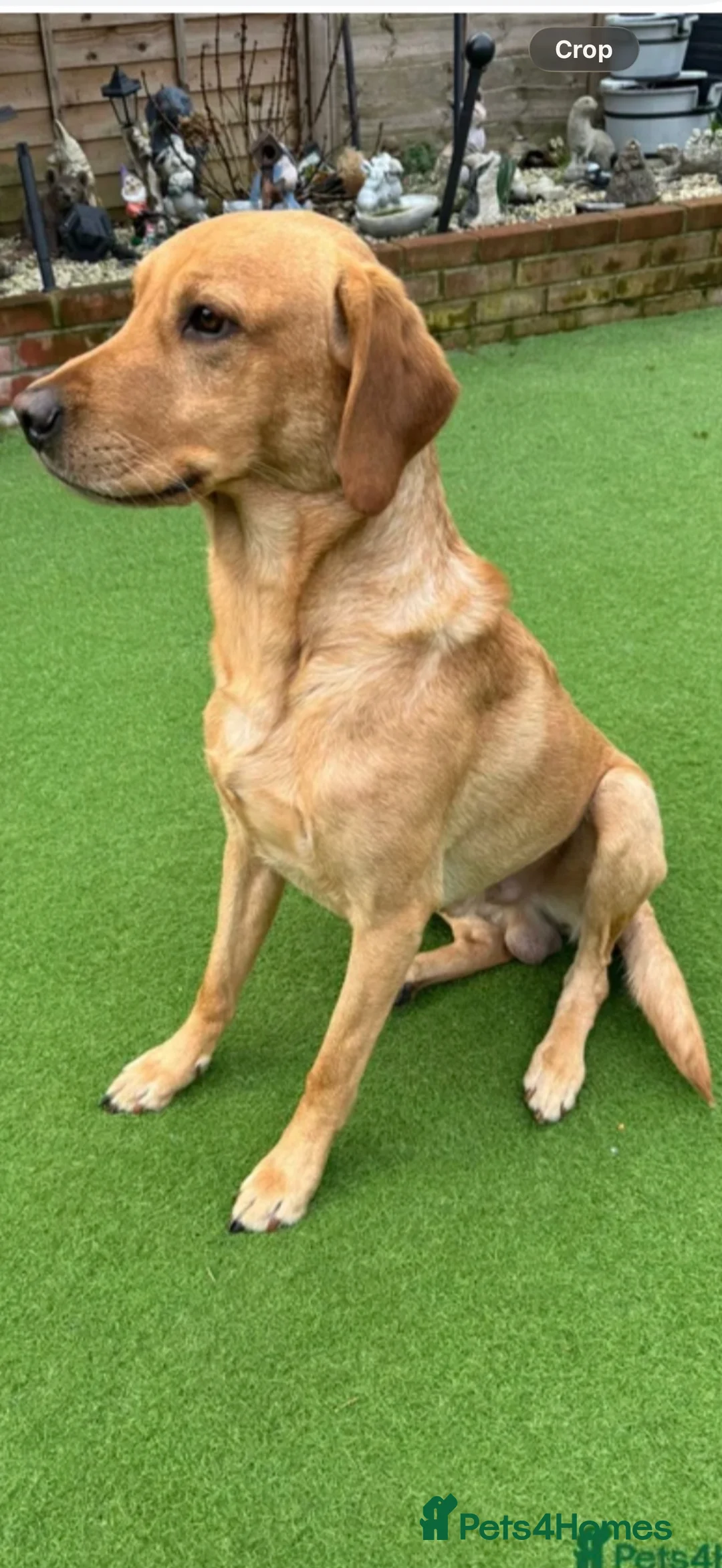 Labrador Retriever dogs for sale: Beautiful Labrador pups 🐶  in Waterlooville - Advert 5