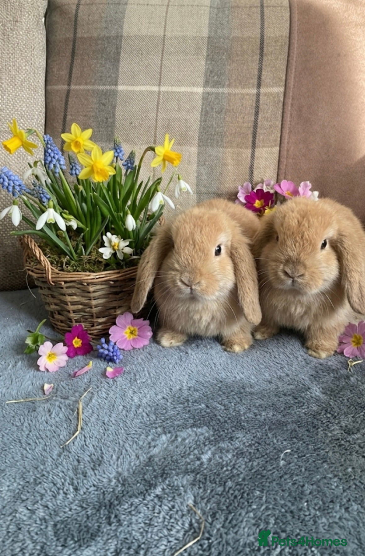 Mini Lop rabbits for sale: Mini lops - Advert 8