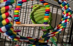 Ringnecks birds for sale:  Indian ringneck  - Image 4