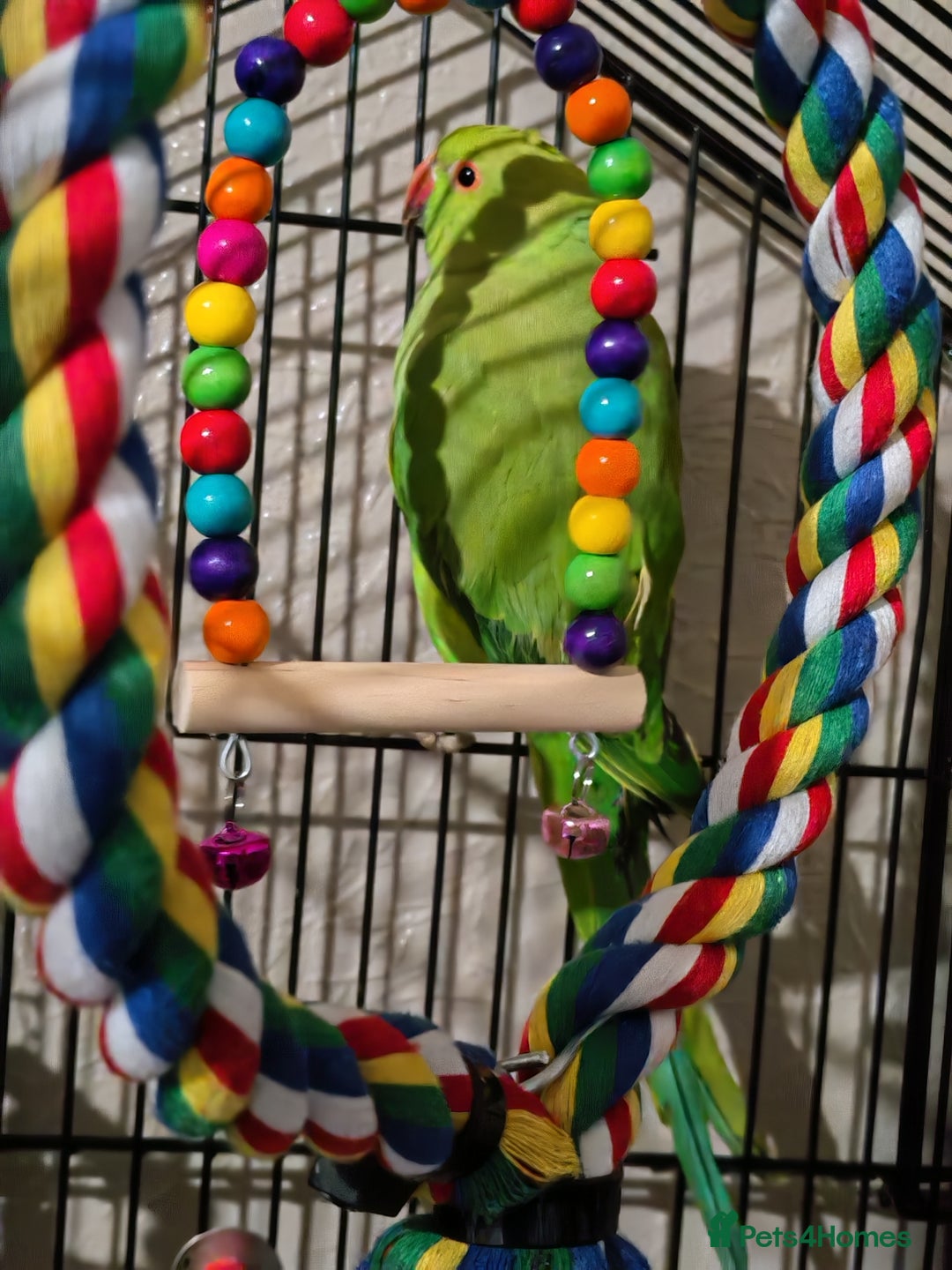 Ringnecks birds for sale:  Indian ringneck  - Image 4