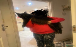 Maine Coon cats for sale: Two lovely Main coon boys - Image 6