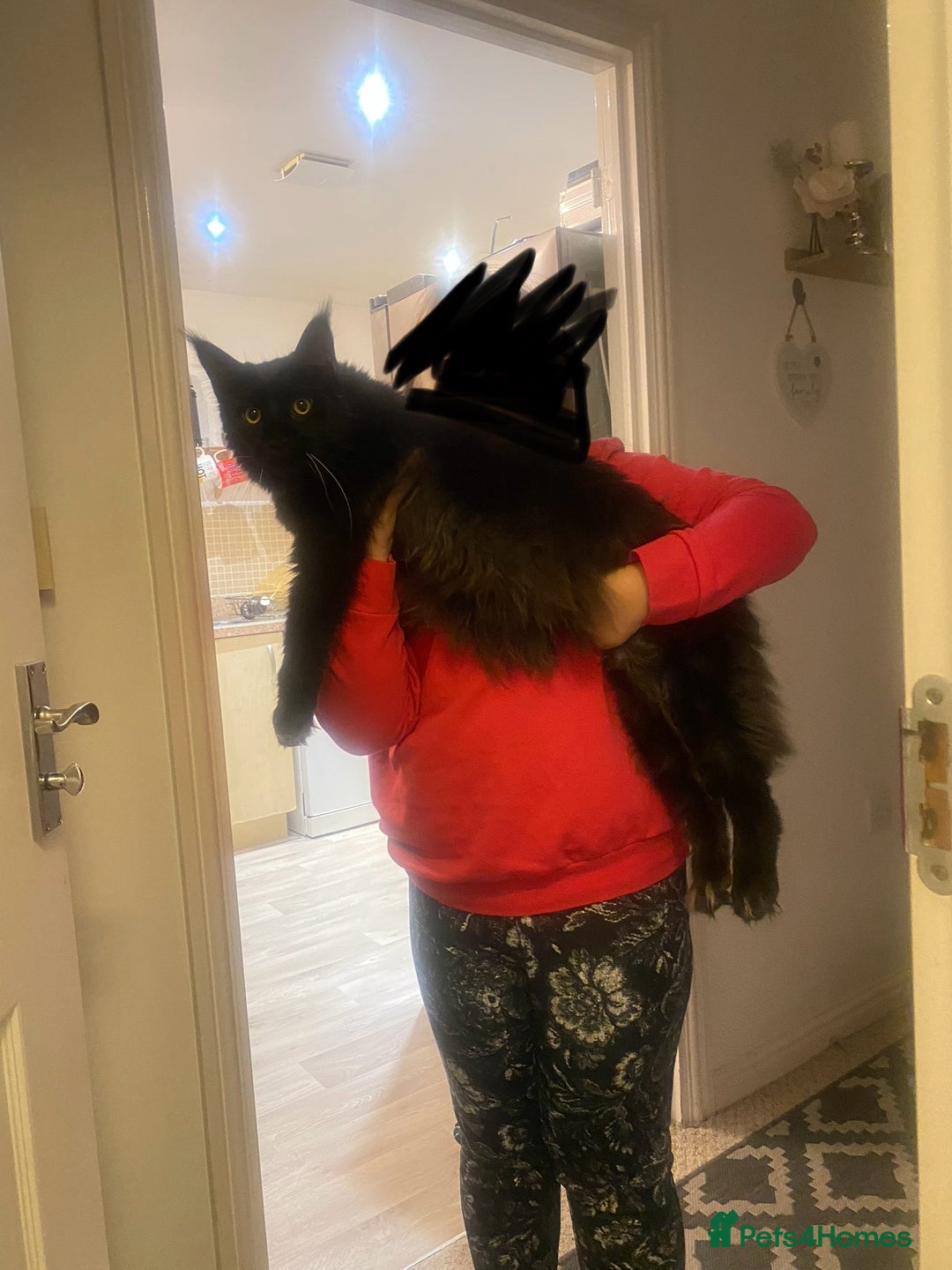 Maine Coon cats for sale: Two lovely Main coon boys - Image 6