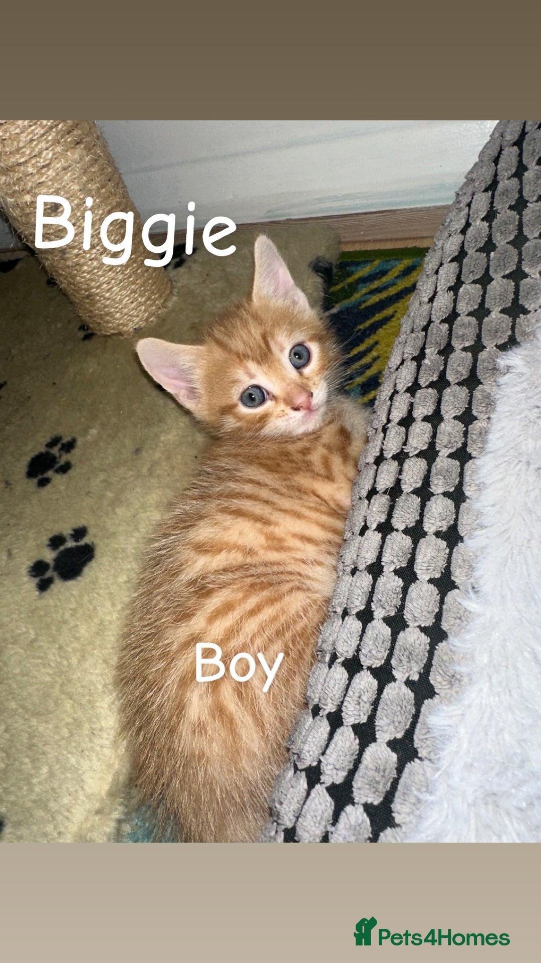 Mixed Breed cats for sale: Kittens For Sale 🐱❤️ - Advert 6