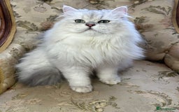 British Longhair cats for stud: British long hair boy for stud  - Image 1