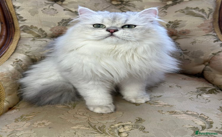 British Longhair cats for stud - Advert 1