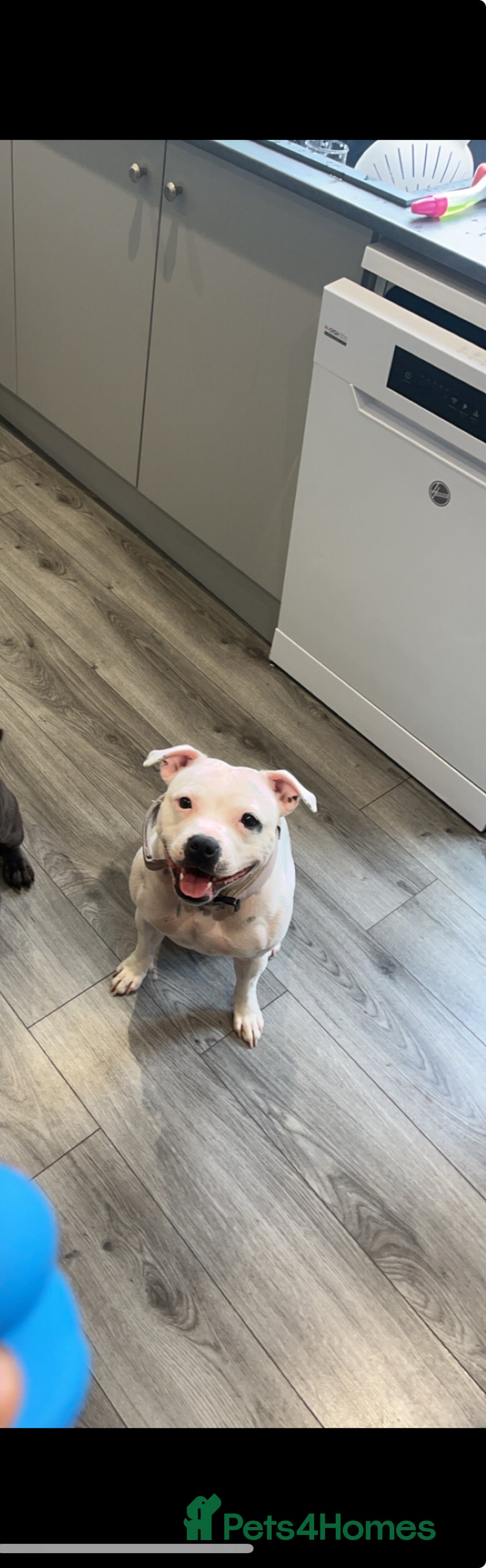 Staffordshire Bull Terrier dogs for sale: Champion bloodline 🏆 kc registered staffy pups  - Advert 12