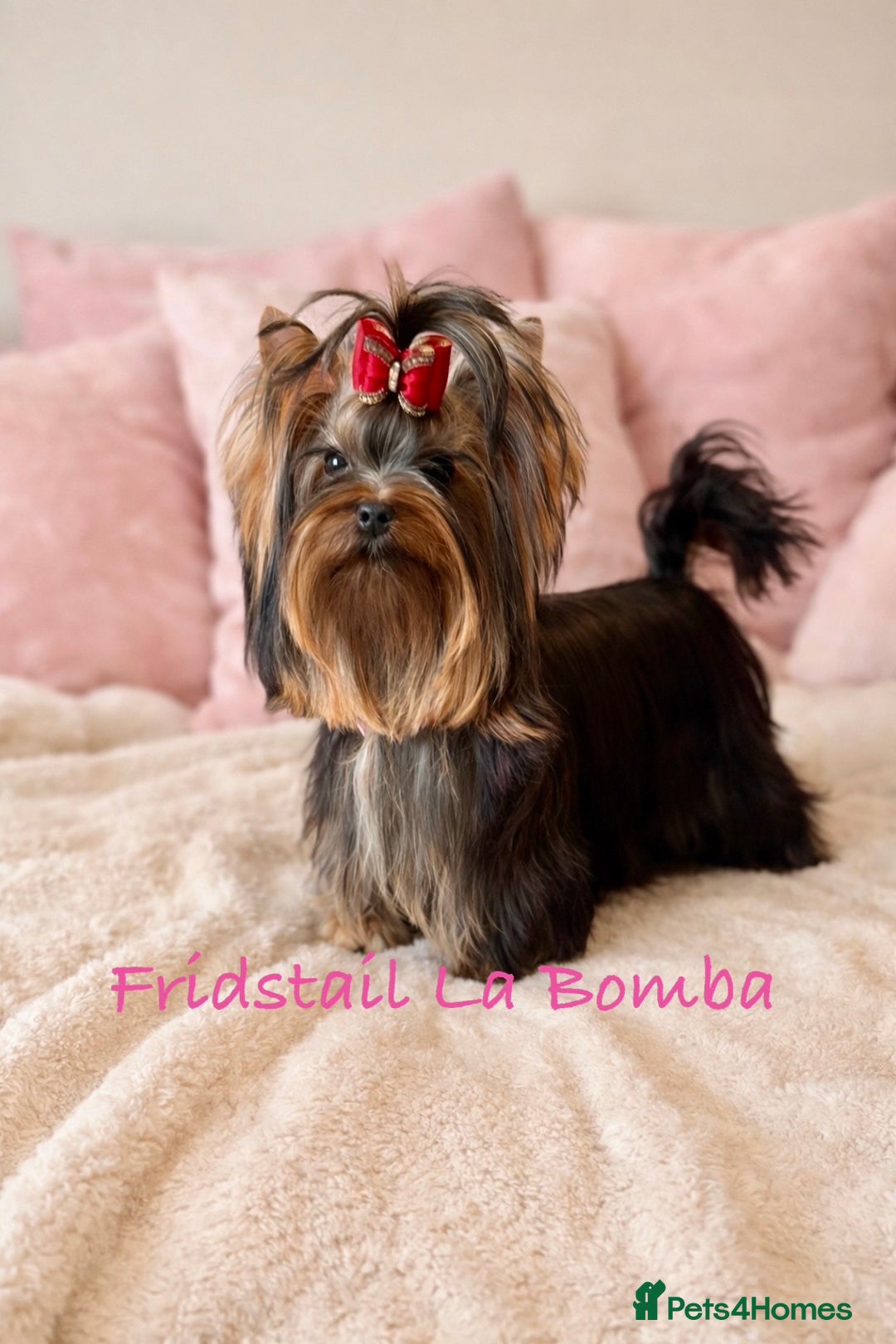 Yorkshire Terrier dogs for sale: 🌸Rare Exquisite Tiny Girl Needs a Luxurious 🏡 🌸 - Advert 1