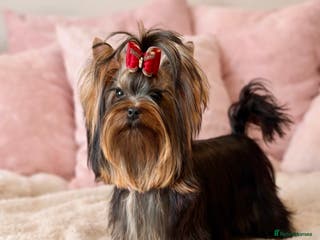Yorkshire Terrier dogs 🌸Rare Exquisite Tiny Girl Needs a Luxurious 🏡 🌸 - Advert 6