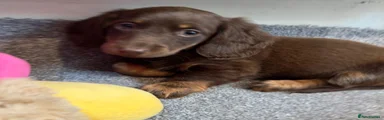 Miniature Dachshund 1