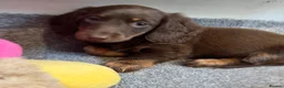 Miniature Dachshund dogs for sale: Beautiful Miniature Dachshund Puppies Ready to go in London - Advert 6
