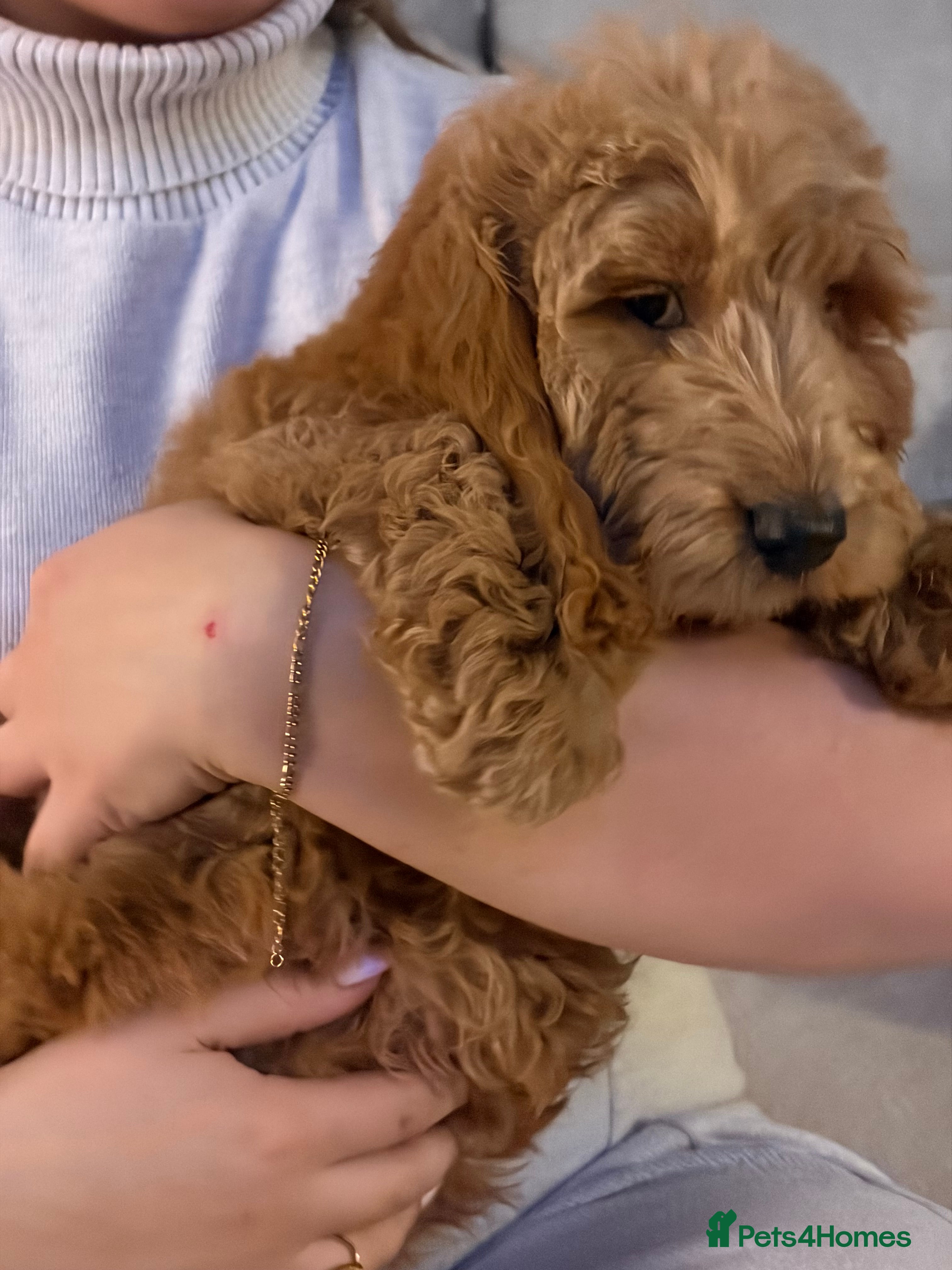 Cavapoo dogs 1 Boy Beautiful Cavapoo Pups - Advert 6