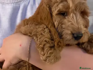 Cavapoo dogs 1 Boy Beautiful Cavapoo Pups - Advert 6