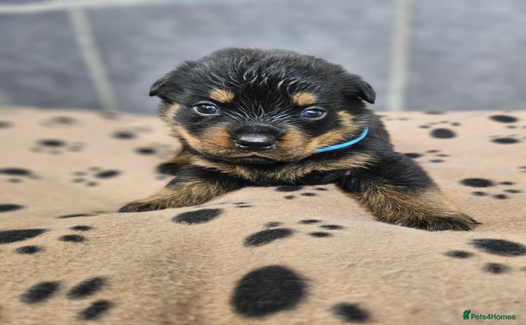Rottweiler dogs - Advert 4