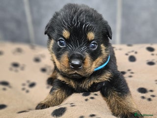 Rottweiler dogs - Advert 2