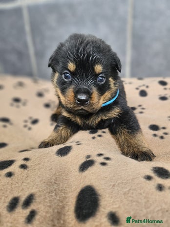 Rottweiler dogs - Advert 4