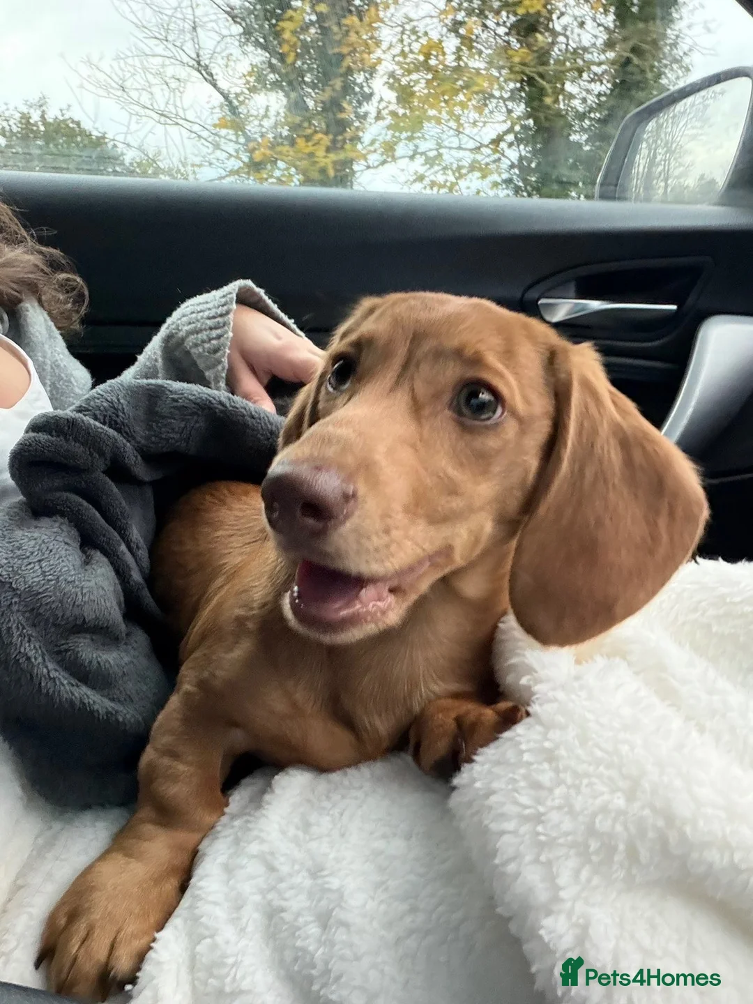 Miniature Dachshund dogs for sale: Mini dachshund For sale  in Cumnock - Advert 2