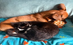 Domestic Shorthair cats for sale: Very affectionate cat - Image 2