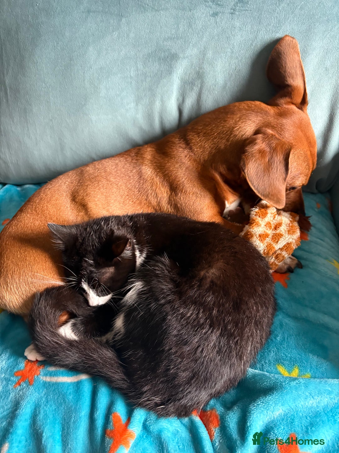Domestic Shorthair cats for sale: Very affectionate cat - Image 2